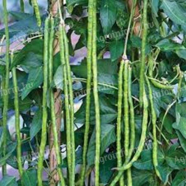 Méteres zöldbabmag eladó – szálkamentes, hosszú hüvelyű zöldbabmag Úriban