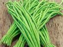 Méteres zöldbabmag eladó – szálkamentes, hosszú hüvelyű zöldbabmag Úriban