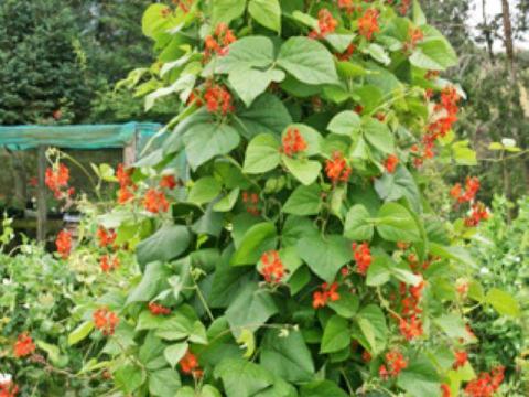 Tűzbab Bonela babmag, fehér és lila vetőmag eladó