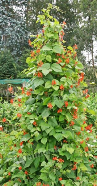 Tűzbab Bonela babmag, fehér és lila vetőmag eladó