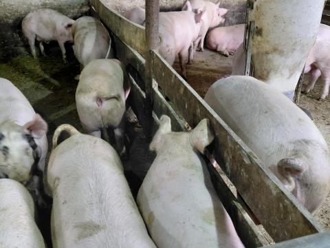 Hízó sertés eladó Veszprém vármegyében Bakonyszentkirályon