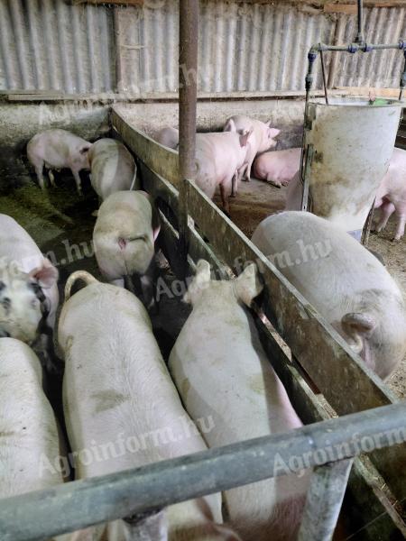 Hízó sertés eladó Veszprém vármegyében Bakonyszentkirályon