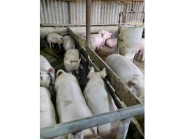 Hízó sertés eladó Veszprém vármegyében Bakonyszentkirályon