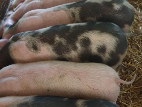 Eladó 7 szép választási malac Újszászon