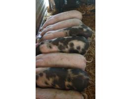 Eladó 7 szép választási malac Újszászon