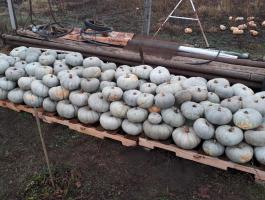 Nagydobosi sütőtök eladó