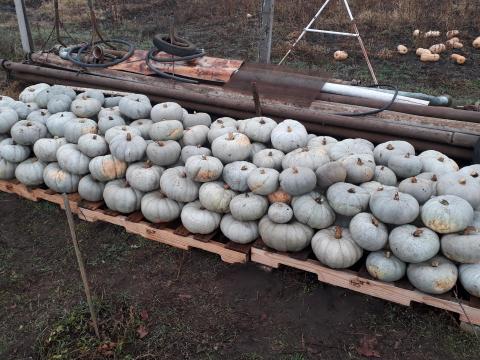 Nagydobosi sütőtök eladó