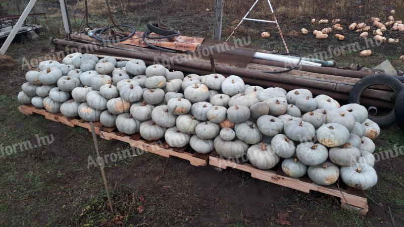 Nagydobosi sütőtök eladó
