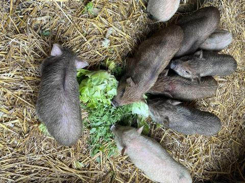 Választási,  csüngő hasú malacok eladók
