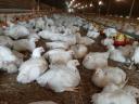 Húshibrid,  5 hetes,  vágni való broiler csirke eladó (előjegyzés szükséges)