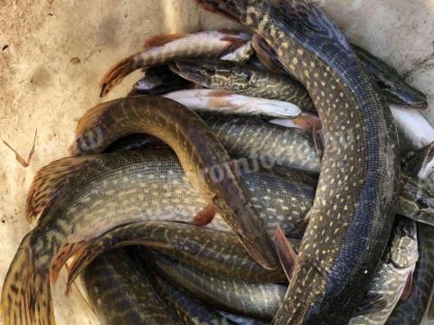 Csuka minden méretben eladó