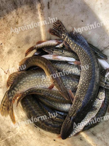 Csuka minden méretben eladó