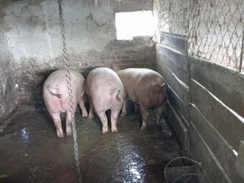 Hízó sertés eladó