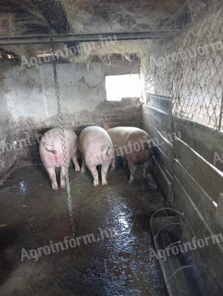 Hízó sertés eladó