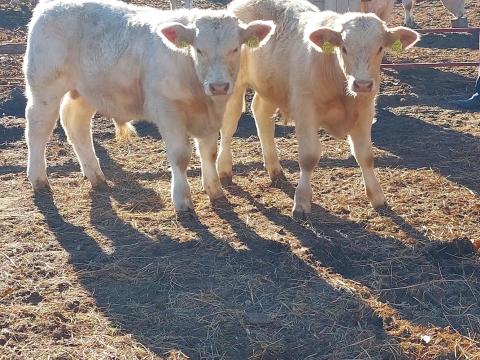 Charolais bikák eladók