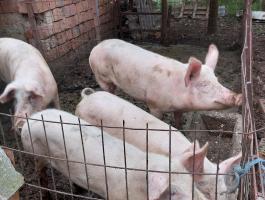 Hízók eladók vagy cserélhetők