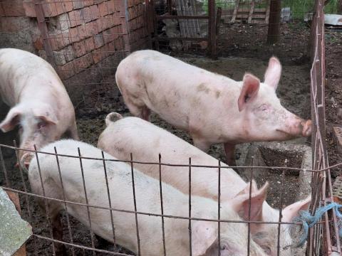 Hízók eladók vagy cserélhetők