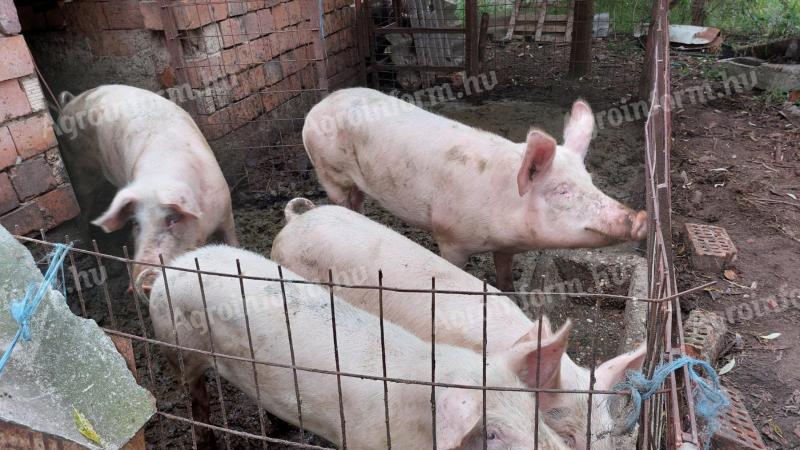 Hízók eladók vagy cserélhetők