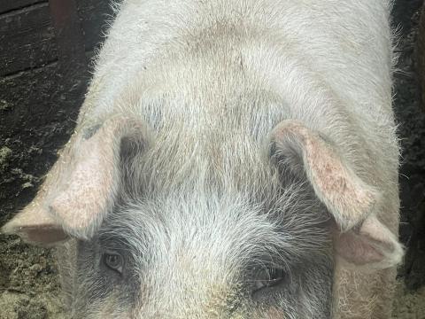 Eladó sertés – duroc magyarlapály keverék hízók