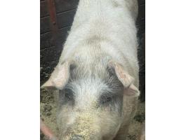 Eladó sertés – duroc magyarlapály keverék hízók