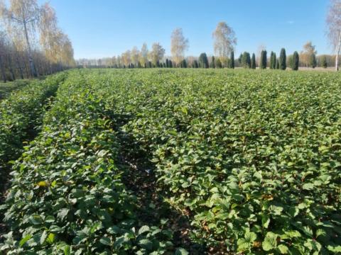 Mézgás éger, akác, kocsánytalan tölgy csemete facsemete eladó Mézgás éger, akác, kocsánytalan tölgy csemete facsemete eladó