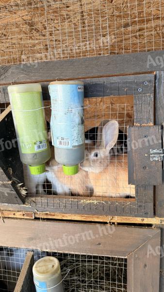 Nyúl és ketrec eladó