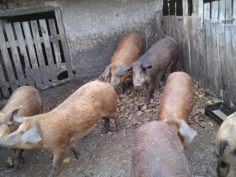 Durok húsjellegű hízók