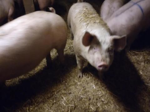 Eladó hízó sertések