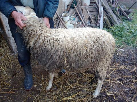 Fiatal kos eladó Fiatal kos eladó
