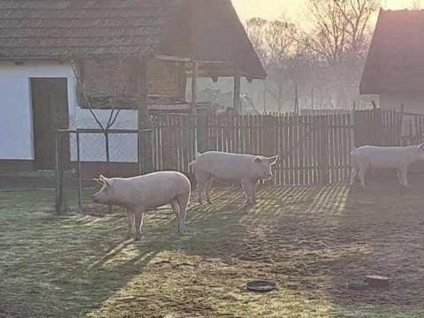 Eladó 3db Hízó Egybe!! Eladó 3db Hízó Egybe!!