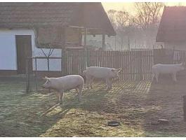 Eladó 3db Hízó Egybe!!