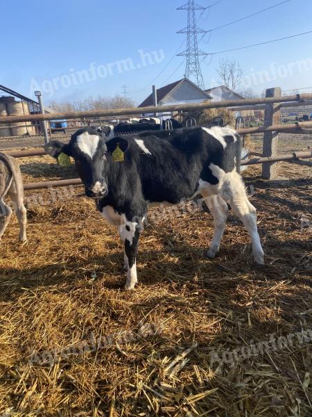 Eladó 2 db holstein-fríz üsző kiváló állapotban