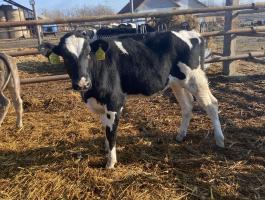 Eladó 5 db holstein-fríz üsző