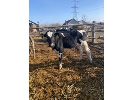 Eladó 5 db holstein-fríz üsző