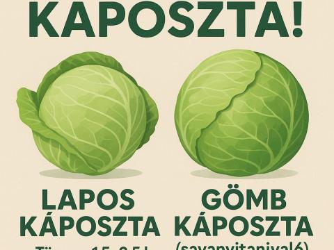 Friss, idei káposzta eladó