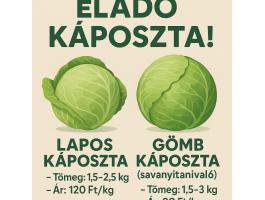 Friss, idei káposzta eladó