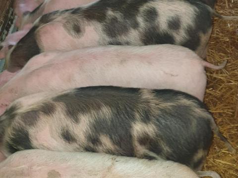 Eladó 7 db szép választási malac Magyar nagyfehér és Pietrain fajtából