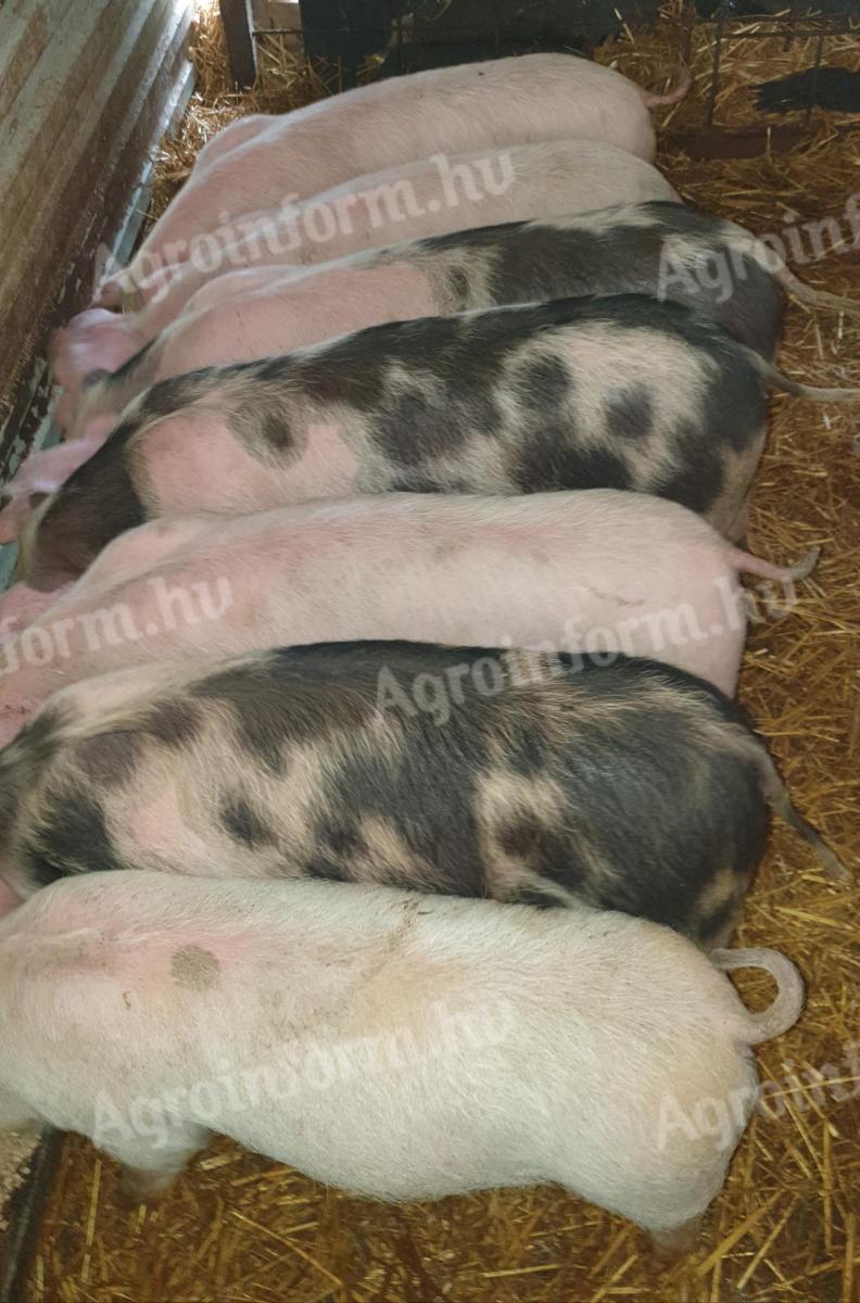 BOITE A MOUCHES JMC ST603-XL main image 0