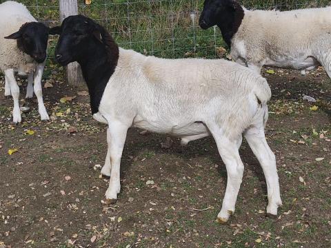 Dorper kos Tatabánya