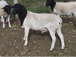 Dorper kos Tatabánya