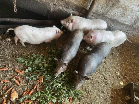 Vietnámi csüngő hasú malacok eladók