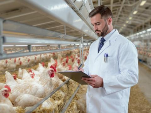 Ellátó állatorvos