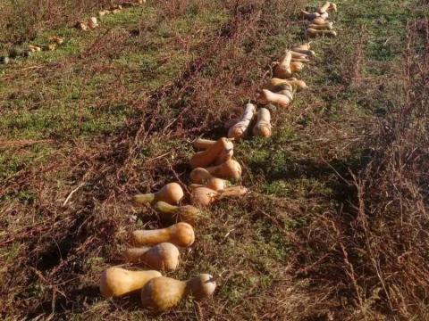 Takarmány sütőtök eladó