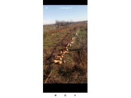 Takarmány sütőtök eladó