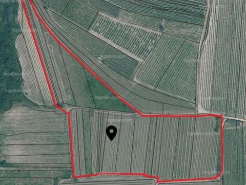 Eladó szőlő kiváló fekvésben: 4,2 hektár a Palandor-dűlőben