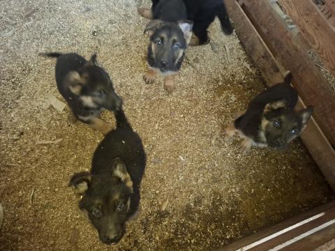 Német juhász kiskutya