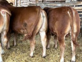 Limousin tenyészbika