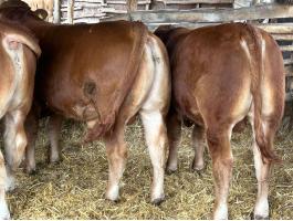 Limousin tenyészbika