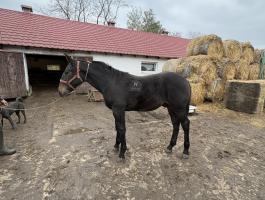 Nóniusz csikó eladó