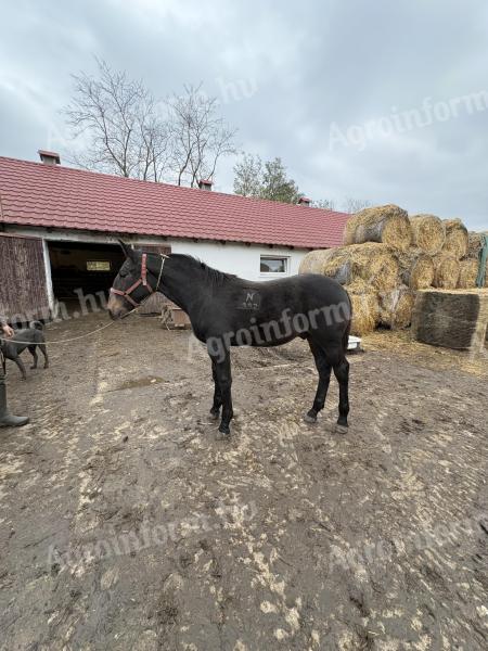 Nóniusz csikó eladó